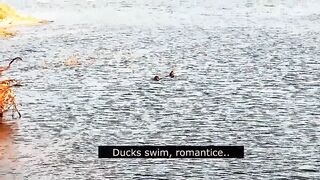 Romantic blowjob on the beach of love with ducks