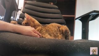 Pampered kitty gazes at you in bed ... . Romantic video soothes you