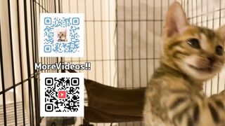 Pampered kitty gazes at you in bed ... . Romantic video soothes you