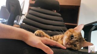 Pampered kitty gazes at you in bed ... . Romantic video soothes you