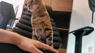 Pampered kitty gazes at you in bed ... . Romantic video soothes you