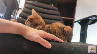 Pampered kitty gazes at you in bed ... . Romantic video soothes you